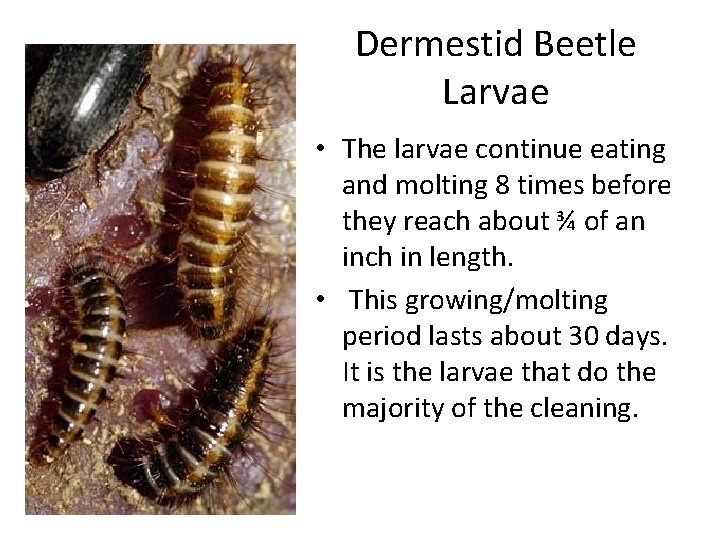 Dermestid Beetle Larvae • The larvae continue eating and molting 8 times before they