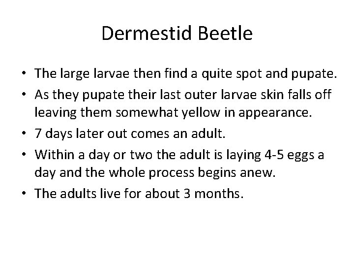 Dermestid Beetle • The large larvae then find a quite spot and pupate. •