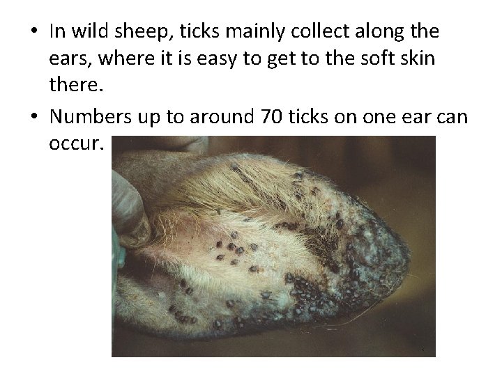  • In wild sheep, ticks mainly collect along the ears, where it is