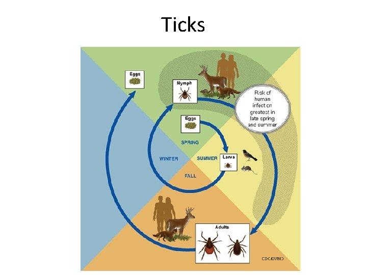 Ticks 