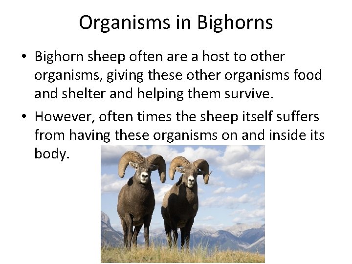 Organisms in Bighorns • Bighorn sheep often are a host to other organisms, giving