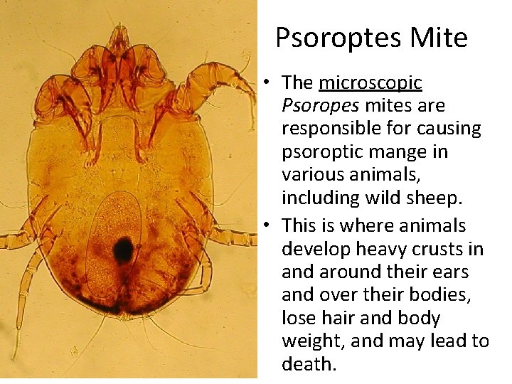Psoroptes Mite • The microscopic Psoropes mites are responsible for causing psoroptic mange in