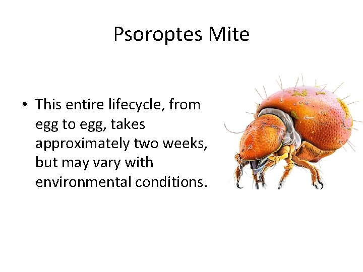 Psoroptes Mite • This entire lifecycle, from egg to egg, takes approximately two weeks,