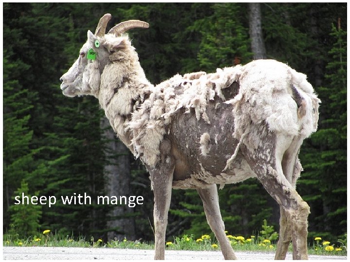 sheep with mange 