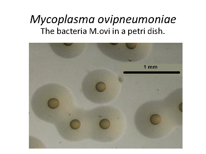 Mycoplasma ovipneumoniae The bacteria M. ovi in a petri dish. 