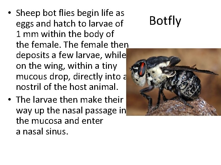  • Sheep bot flies begin life as eggs and hatch to larvae of