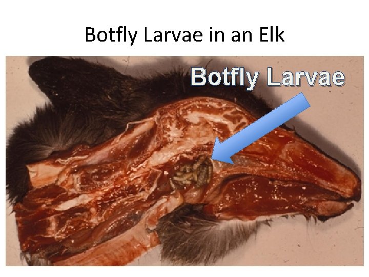 Botfly Larvae in an Elk Botfly Larvae 