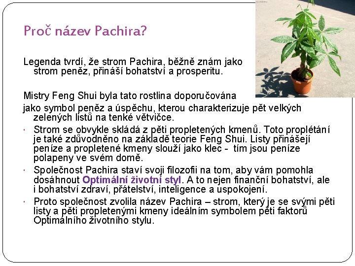 Proč název Pachira? Legenda tvrdí, že strom Pachira, běžně znám jako strom peněz, přináší