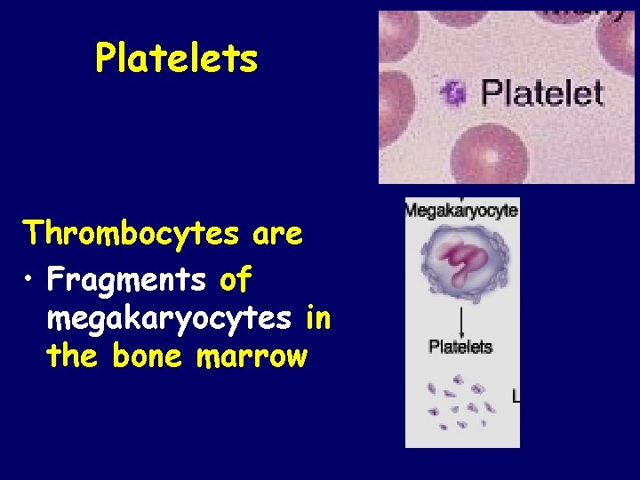 Platelets Thrombocytes are • Fragments of megakaryocytes in the bone marrow 