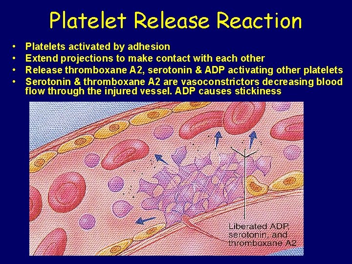 Platelet Release Reaction • • Platelets activated by adhesion Extend projections to make contact