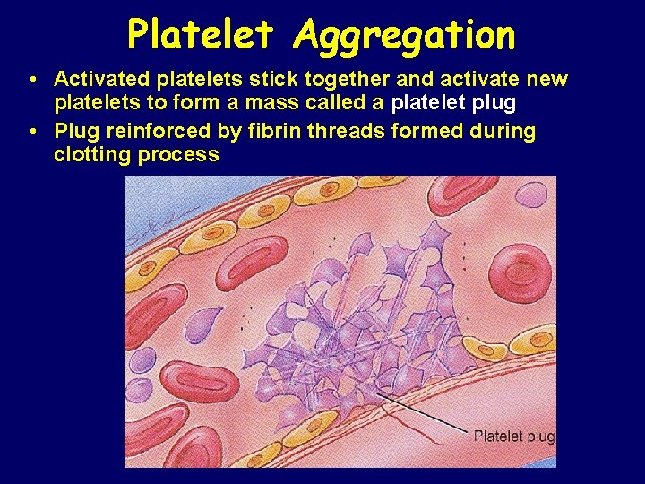 Platelet Aggregation • Activated platelets stick together and activate new platelets to form a
