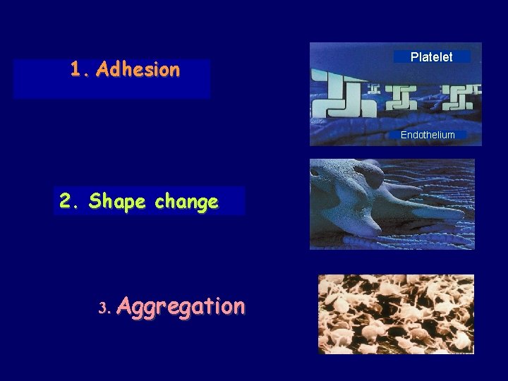 1. Adhesion Platelet Endothelium 2. Shape change 3. Aggregation 