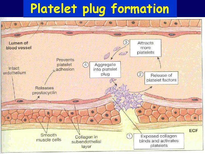 Platelet plug formation 