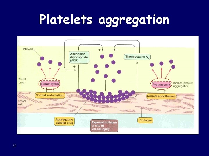 Platelets aggregation 35 