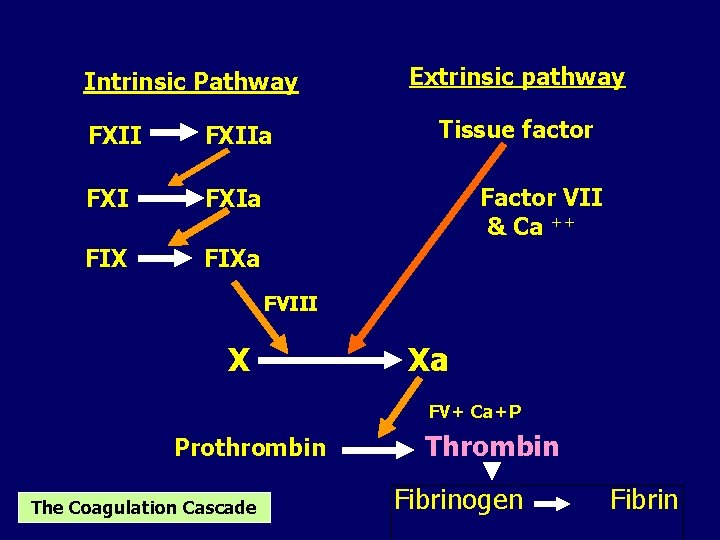 Intrinsic Pathway FXIIa FXIa FIXa Extrinsic pathway Tissue factor Factor VII & Ca ++