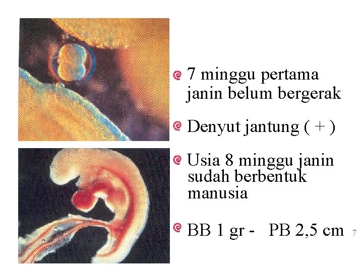 7 minggu pertama janin belum bergerak Denyut jantung ( + ) Usia 8 minggu