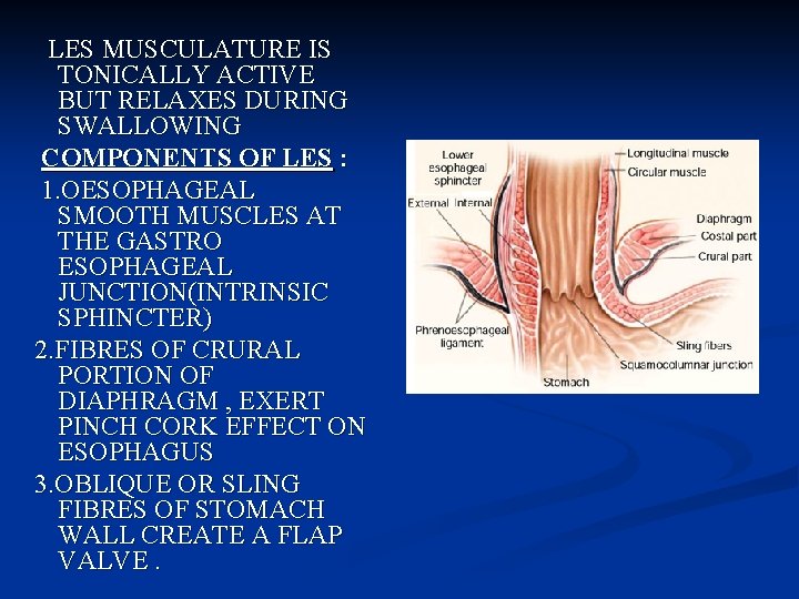 LES MUSCULATURE IS TONICALLY ACTIVE BUT RELAXES DURING SWALLOWING COMPONENTS OF LES : 1.