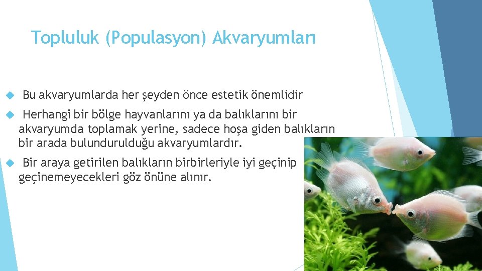 Topluluk (Populasyon) Akvaryumları Bu akvaryumlarda her şeyden önce estetik önemlidir Herhangi bir bölge hayvanlarını