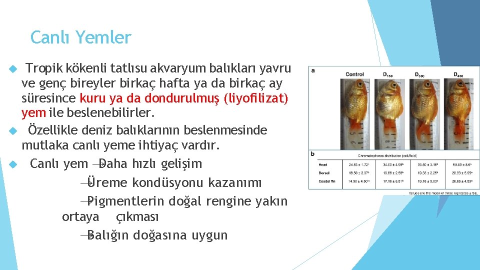 Canlı Yemler Tropik kökenli tatlısu akvaryum balıkları yavru ve genç bireyler birkaç hafta ya