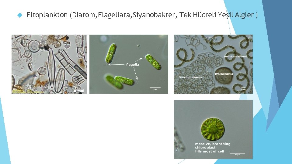  Fitoplankton (Diatom, Flagellata, Siyanobakter, Tek Hücreli Yeşil Algler ) 