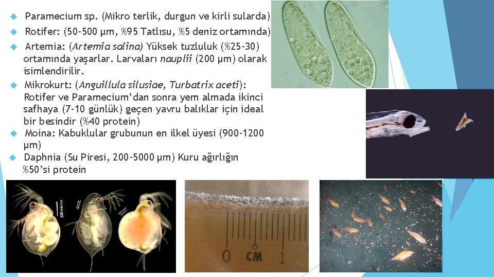  Paramecium sp. (Mikro terlik, durgun ve kirli sularda) Rotifer: (50 -500 µm, %95