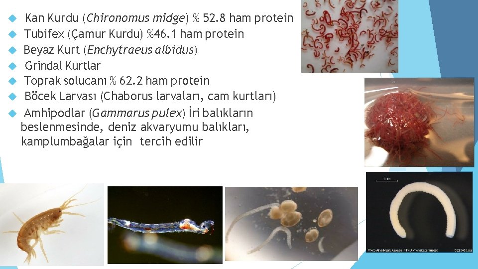  Kan Kurdu (Chironomus midge) % 52. 8 ham protein Tubifex (Çamur Kurdu) %46.