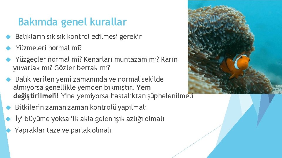 Bakımda genel kurallar Balıkların sık kontrol edilmesi gerekir Yüzmeleri normal mi? Yüzgeçler normal mi?