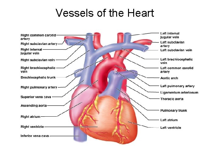 Vessels of the Heart 