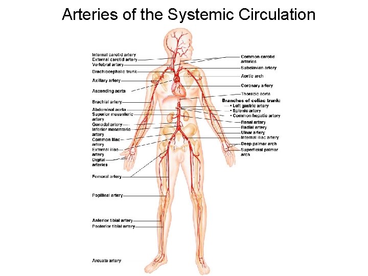 Arteries of the Systemic Circulation 