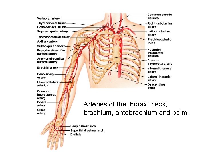 Arteries of the thorax, neck, brachium, antebrachium and palm. 