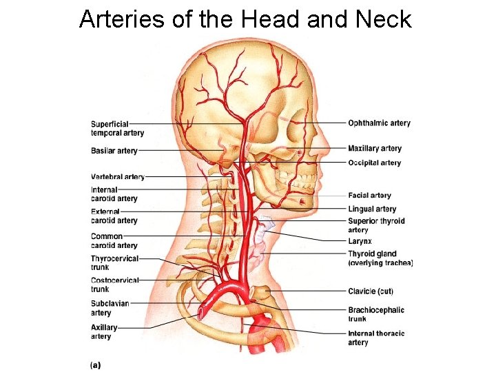 Arteries of the Head and Neck 