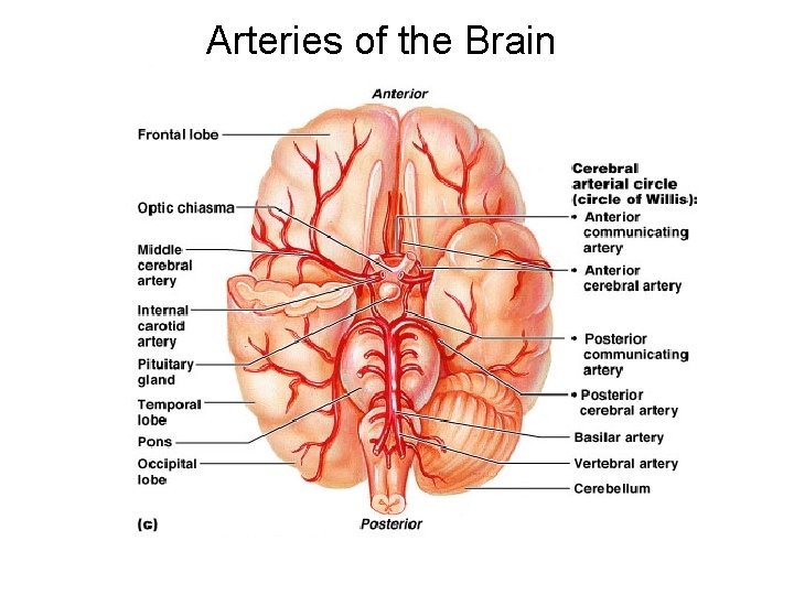 Arteries of the Brain 