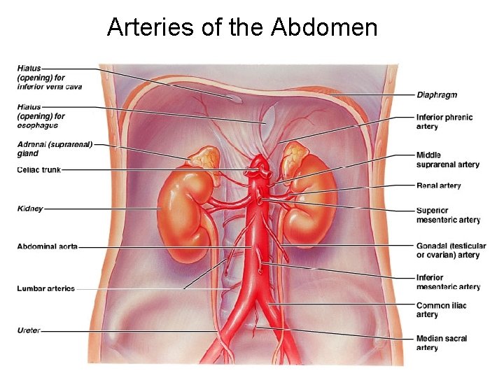 Arteries of the Abdomen 