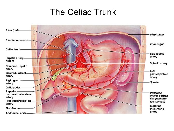 The Celiac Trunk 