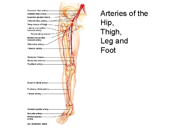 Arteries of the Hip, Thigh, Leg and Foot 