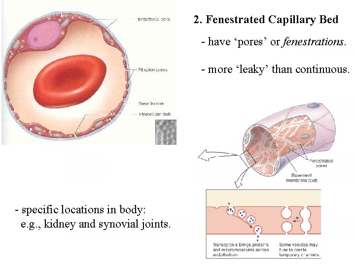 2. Fenestrated Capillary Bed - have ‘pores’ or fenestrations. - more ‘leaky’ than continuous.