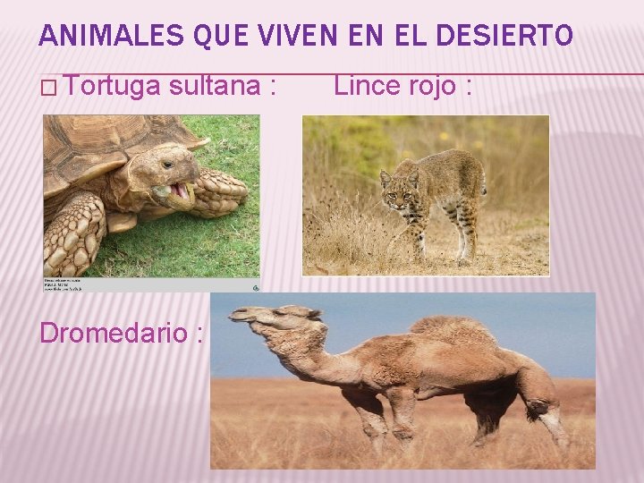 ANIMALES QUE VIVEN EN EL DESIERTO � Tortuga sultana : Dromedario : Lince rojo