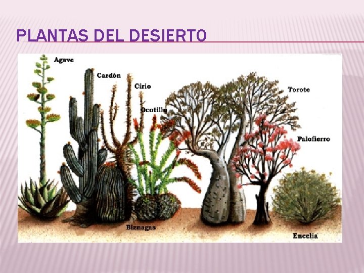 PLANTAS DEL DESIERTO 