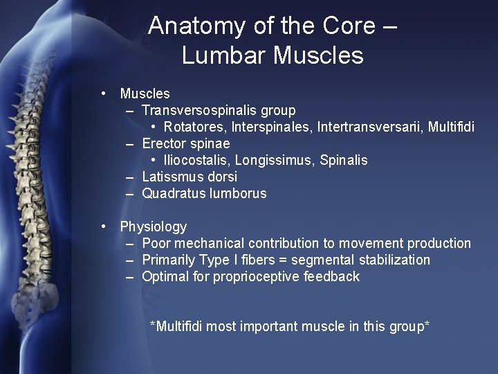 Anatomy of the Core – Lumbar Muscles • Muscles – Transversospinalis group • Rotatores,