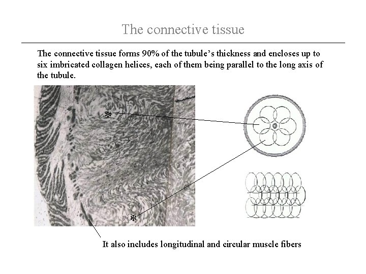 The connective tissue forms 90% of the tubule’s thickness and encloses up to six