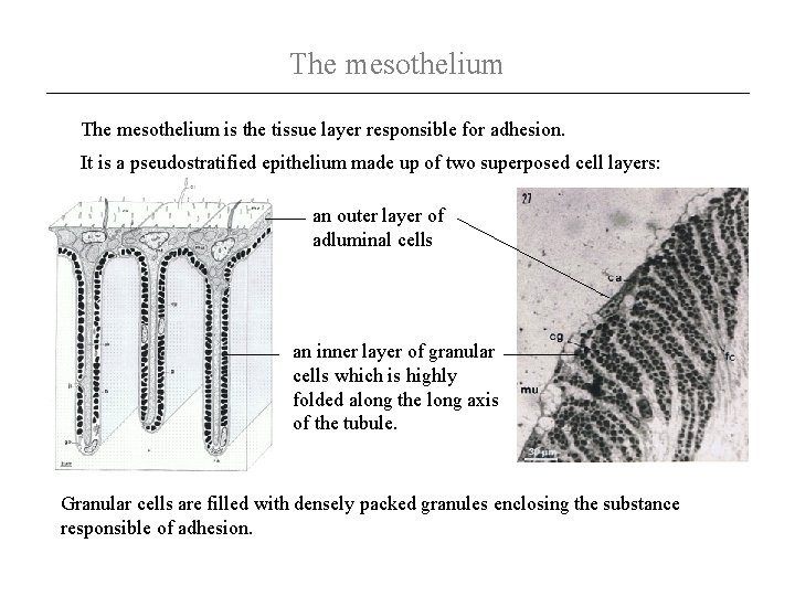 The mesothelium is the tissue layer responsible for adhesion. It is a pseudostratified epithelium