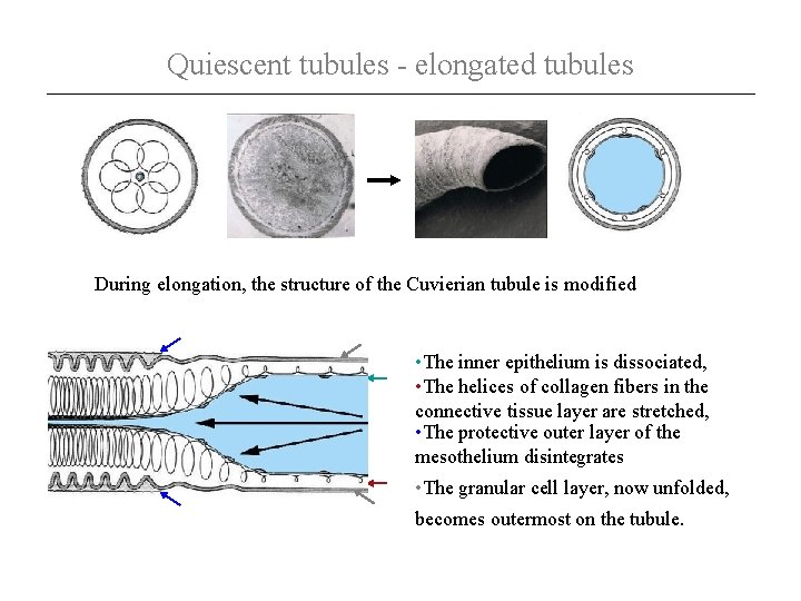 Quiescent tubules - elongated tubules During elongation, the structure of the Cuvierian tubule is