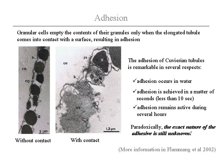 Adhesion Granular cells empty the contents of their granules only when the elongated tubule