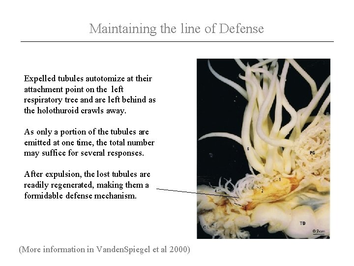 Maintaining the line of Defense Expelled tubules autotomize at their attachment point on the