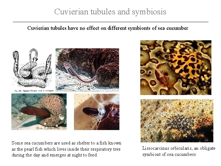 Cuvierian tubules and symbiosis Cuvierian tubules have no effect on different symbionts of sea