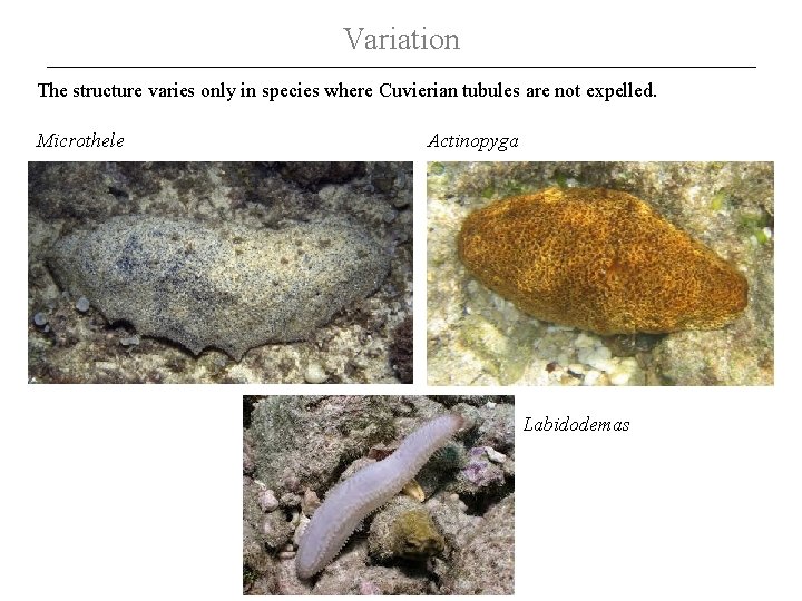 Variation The structure varies only in species where Cuvierian tubules are not expelled. Microthele