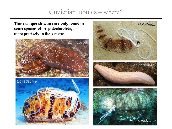 Cuvierian tubules – where? These unique structure are only found in some species of