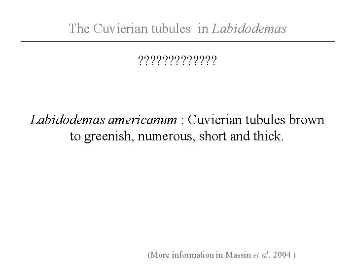 The Cuvierian tubules in Labidodemas ? ? ? ? Labidodemas americanum : Cuvierian tubules
