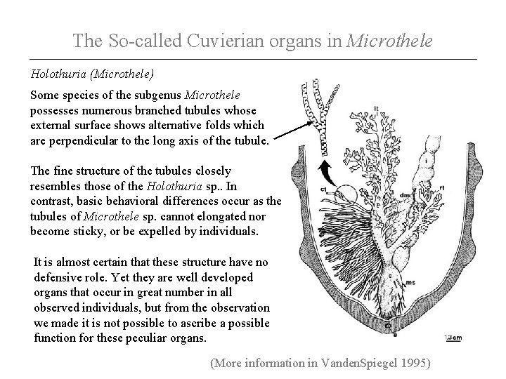 The So-called Cuvierian organs in Microthele Holothuria (Microthele) Some species of the subgenus Microthele