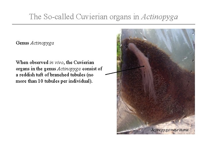 The So-called Cuvierian organs in Actinopyga Genus Actinopyga When observed in vivo, the Cuvierian